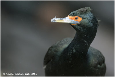 Red faced cormorant