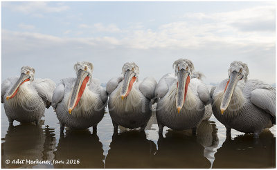 Dalmatian pelican