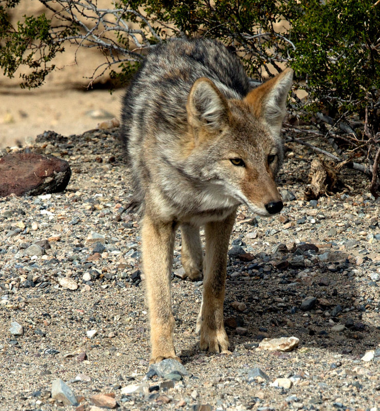coyote 