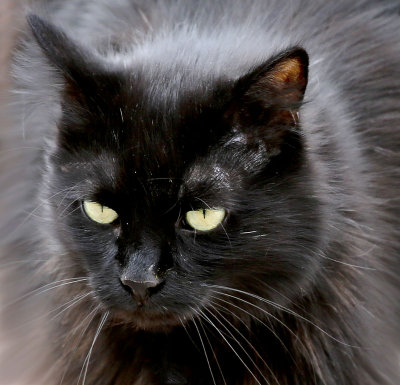 Glowing Eyes