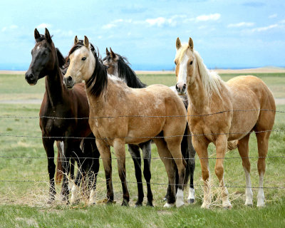 4 Friendly Horses