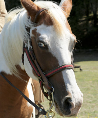 blue eye horse