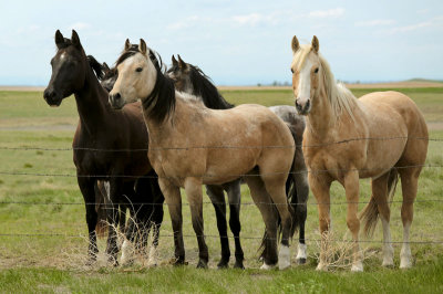 Horses in the Grasslands