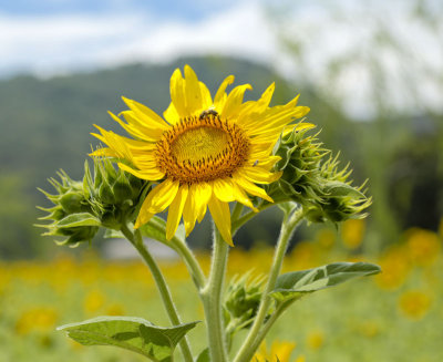 single sunflower