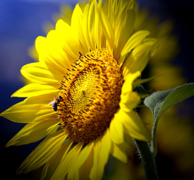 Sunflower lightbeam