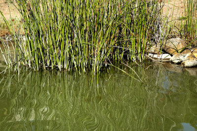 Reeds Reflected in Pond