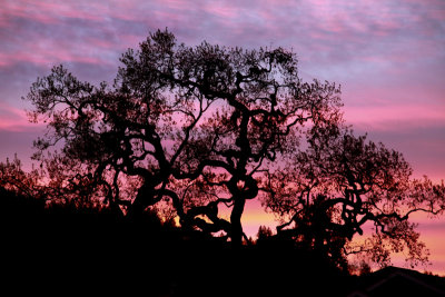 Lone Oak at Sunset