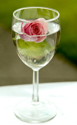 Pink rose in wine glass