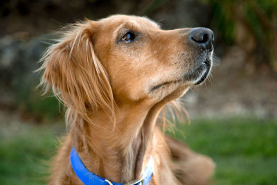 Noble Golden Retriever