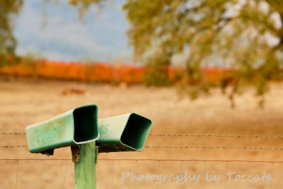 2 green mailboxes in Fall vineyard 