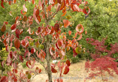 Bare red leaves 
