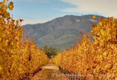  Fall vineyard Mt Hood