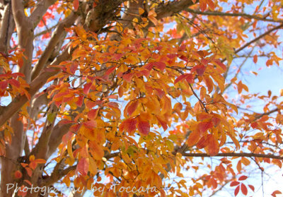 Fall leaves blue sky 