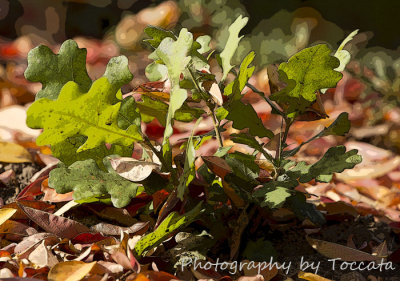 Fall leaves 