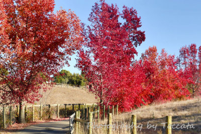 Fall red trees lining lane 