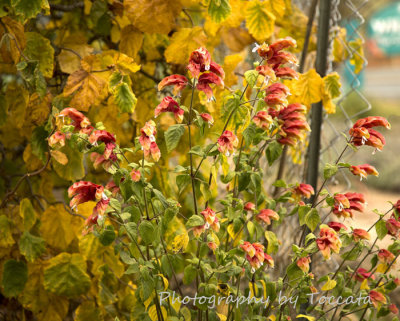 Fall shrimp plant 