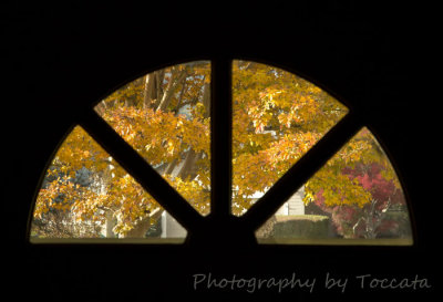  Fall trees thru door window