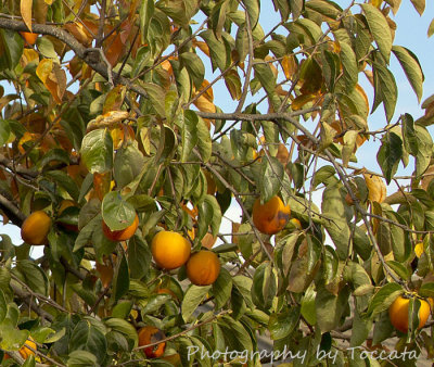 Persimmon tree 