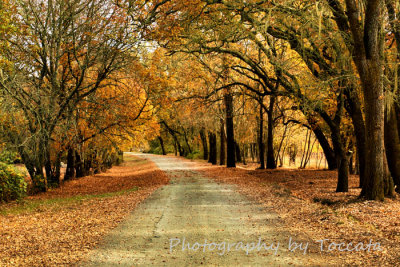 Tree tunnel Fall 