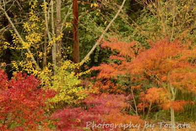 Wildwood bright Fall colors