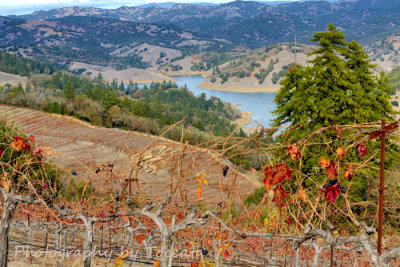 Fall vines Warm Springs reservoir