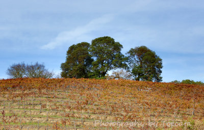 Oaks on vineyard knoll 