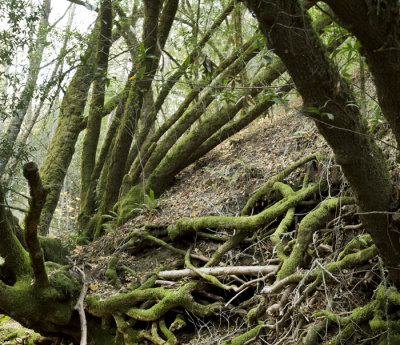 green mossy tree stumps