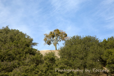 lone tree on rise