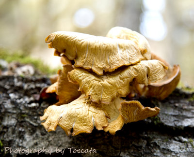 yellow fungus