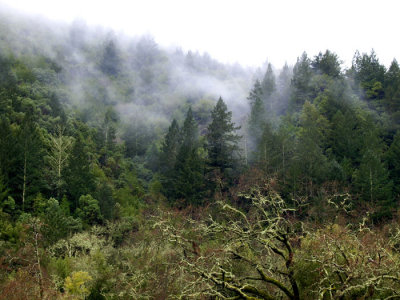 Sugarloaf fog thru trees
