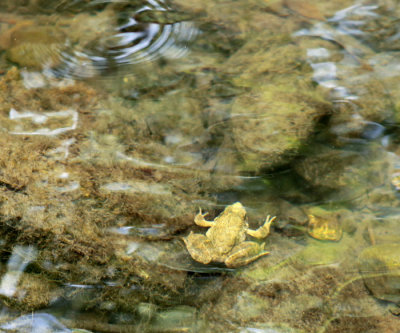 Sugarloaf frog in creek