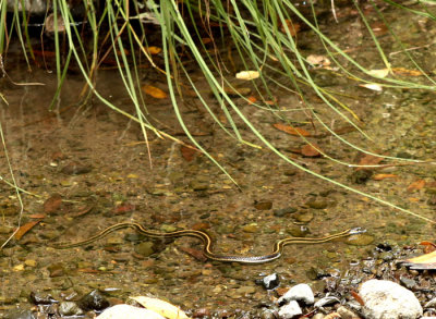 Sugarloaf garter snake in creek