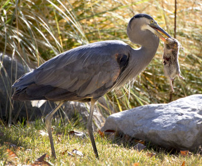 Great Blue Heron 2 