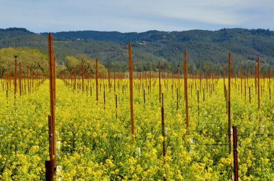 Mustard in vineyards.