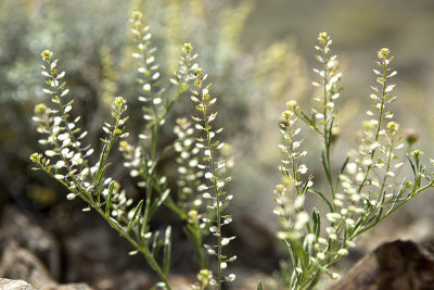 Chick Lupine