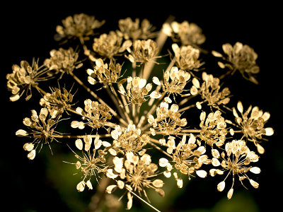 Dried flowers Sugarloaf