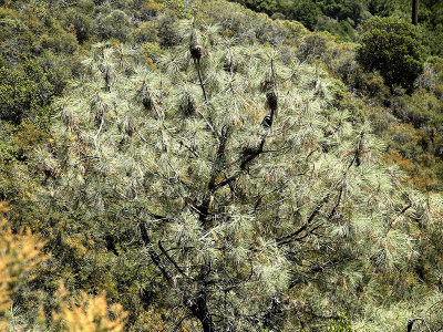 2014 Gray Pine looking straight on