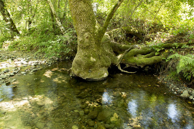 2014 Mossy tree trunk in pool