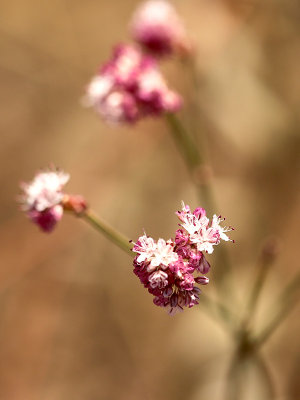 2014 pink wildflowers det