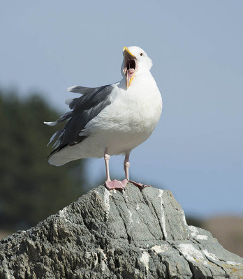 coast sea gull mouth open