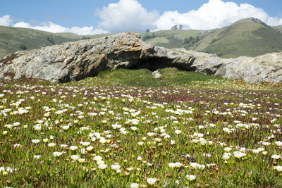 iceplant flowers coast hills