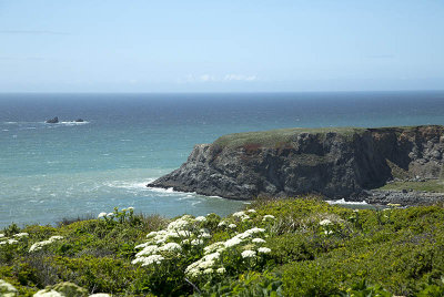 coast ocean flowers