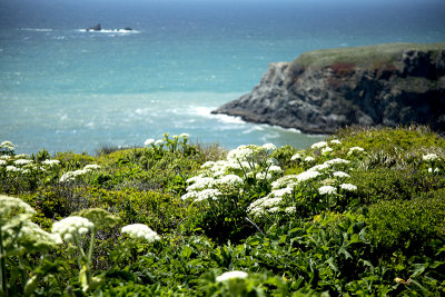 Anise ocean coast Goat Rock