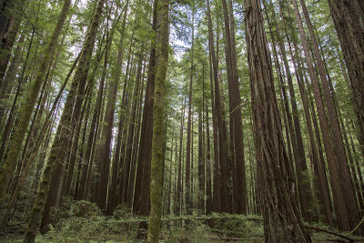 coast Armstrong redwoods.