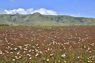 ice plant flowers coast hills