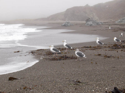 coast sea gulls in fog Blind Beach