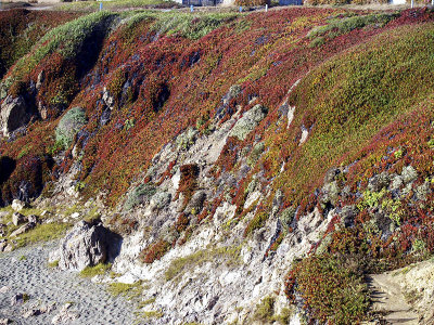 coast ice plant hillside