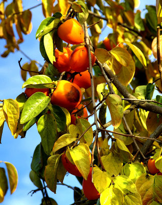 persimmons on tree