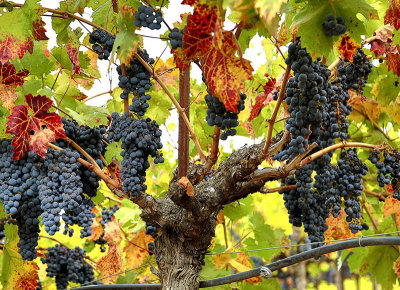 purple grapes fall leaves