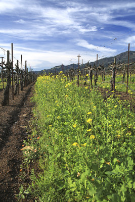 Kunde mustard vines hills